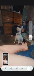 Lost Male Dog last seen Old softball fields. Dog park, taco bell, hog creek salvage, Sallisaw, OK 74955
