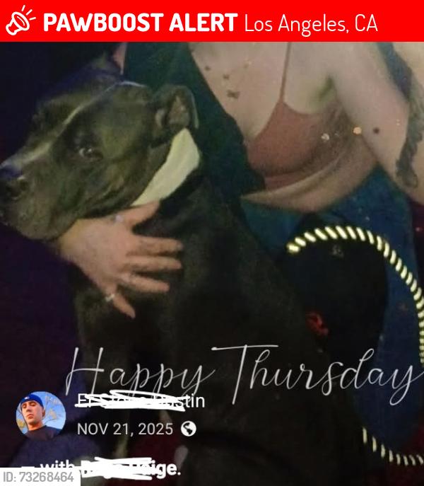 Lost Male Dog last seen I'm not sure, Los Angeles, CA 90005