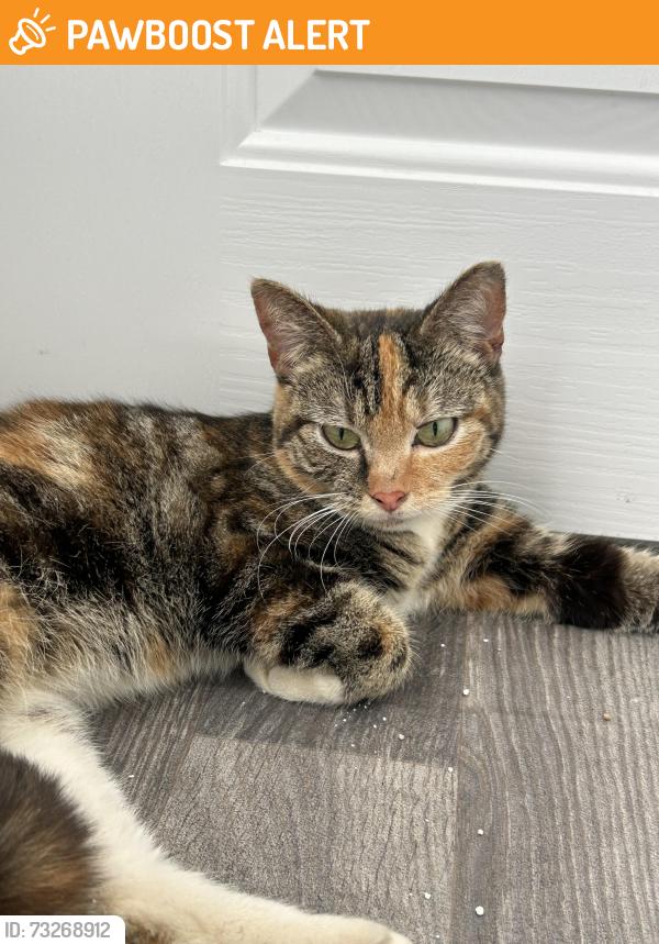 Found/Stray Female Cat last seen Near Chester Rd, Birmingham B24 0LL, West Midlands, England B24 8HJ