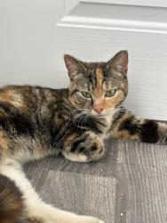 Found/Stray Female Cat last seen Near Chester Rd, Birmingham B24 0LL, West Midlands, England B24 8HJ