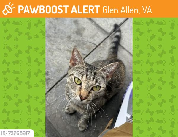 Found/Stray Female Cat last seen Cedar Forest Court, Glen Allen, VA 23060