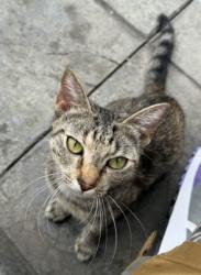 Found/Stray Female Cat last seen Cedar Forest Court, Glen Allen, VA 23060