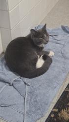 Lost Male Cat last seen Prarie du chein, Iowa City, IA 52245