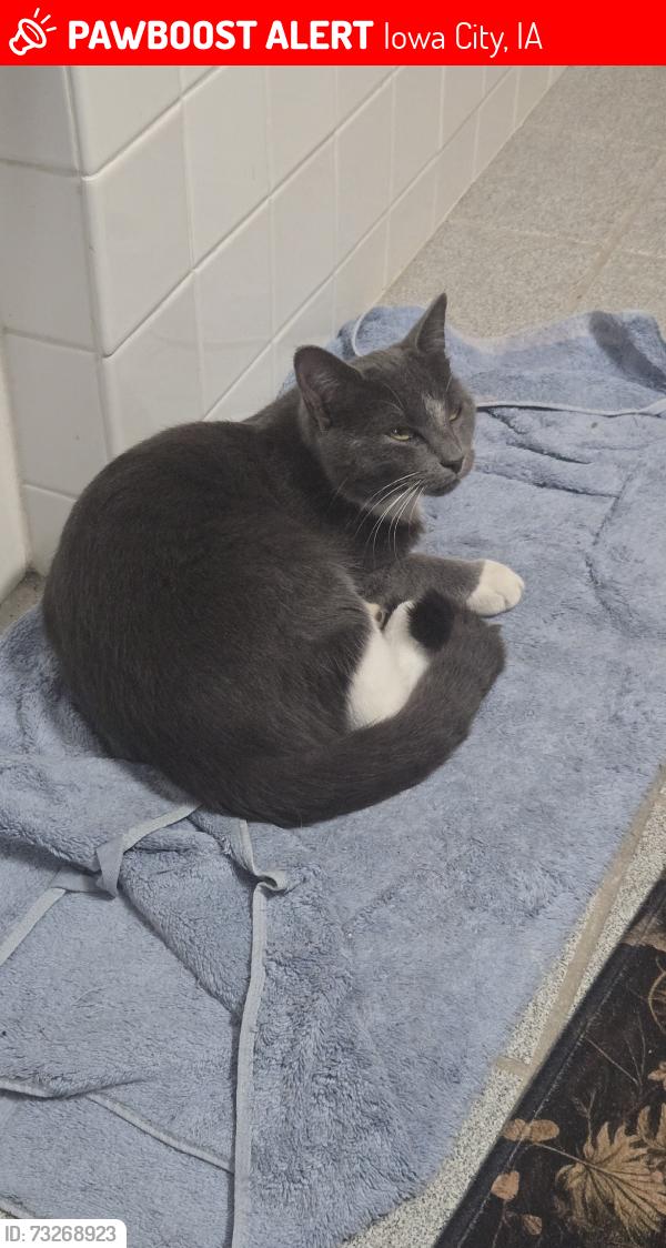 Lost Male Cat last seen Prarie du chein, Iowa City, IA 52245
