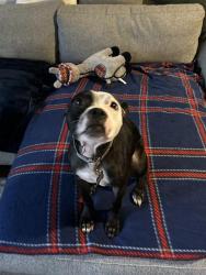 Shelter Stray Male Dog last seen CHARLOTTE, 8315 Byrum Dr, Charlotte, NC 28217, USA
