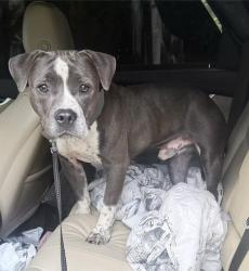 Shelter Stray Male Dog last seen CHARLOTTE, 8315 Byrum Dr, Charlotte, NC 28217, USA