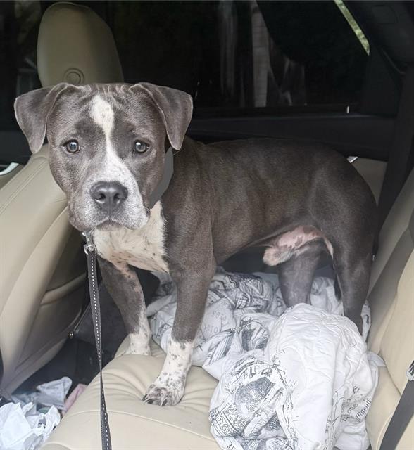 Shelter Stray Male Dog last seen CHARLOTTE, 8315 Byrum Dr, Charlotte, NC 28217, USA