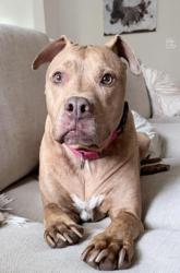 Shelter Stray Male Dog last seen CHARLOTTE, 8315 Byrum Dr, Charlotte, NC 28217, USA