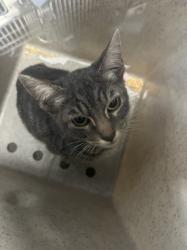 Shelter Stray Male Cat last seen , 957 N Gaffey St, San Pedro, CA 90731, USA