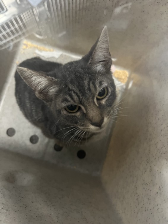 Shelter Stray Male Cat last seen , 957 N Gaffey St, San Pedro, CA 90731, USA