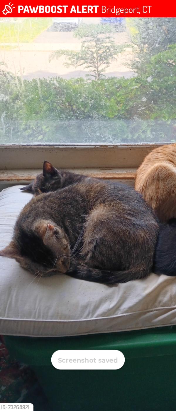 Lost Female Cat last seen Broadridge Ave Treeland Area, Bridgeport, CT 06610