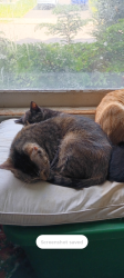 Lost Female Cat last seen Broadridge Ave Treeland Area, Bridgeport, CT 06610