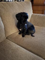 Reunited Female Dog last seen Saint Catherine/Berger, Montréal, QC H2X 1J9