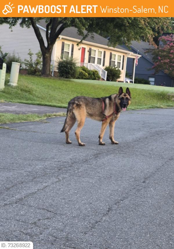 Found/Stray Unknown Dog last seen Appledore ct, Winston-Salem, NC 27103