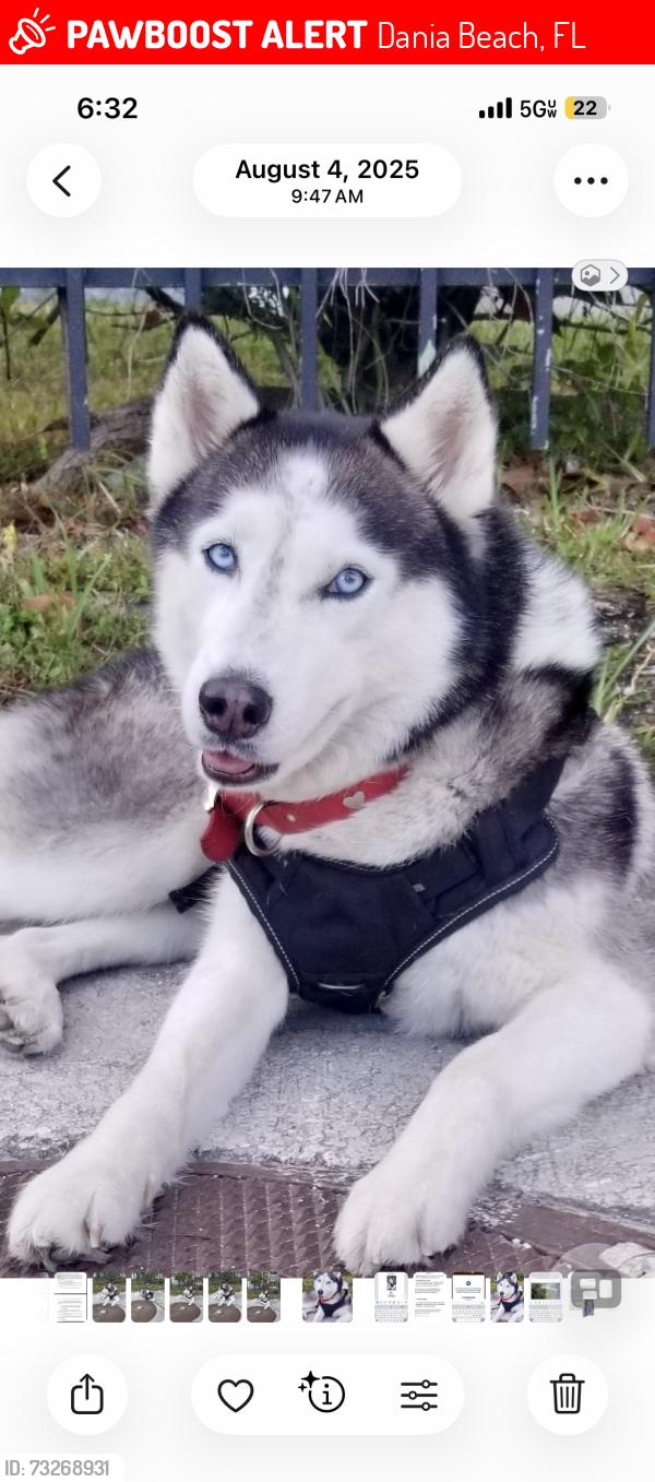 Lost Female Dog last seen Federal us1, Dania Beach, FL 33004