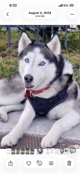 Lost Female Dog last seen Federal us1, Dania Beach, FL 33004