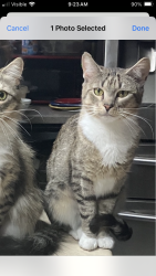 Lost Female Cat last seen Near Rte 125 and Jackson Blvd, Freeport, ME 04032
