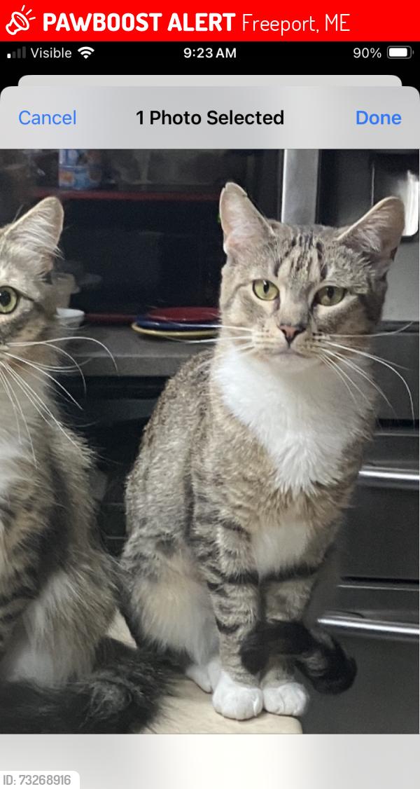 Lost Female Cat last seen Near Rte 125 and Jackson Blvd, Freeport, ME 04032