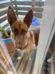 Found/Stray Female Dog last seen Saroni Dr and Homewood Dr, Oakland, CA 94611