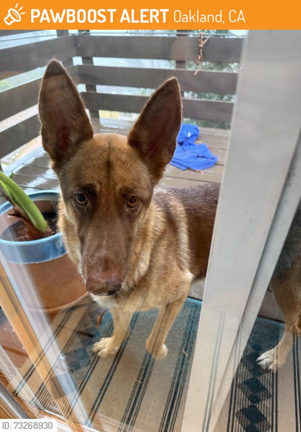 Found/Stray Female Dog last seen Saroni Dr and Homewood Dr, Oakland, CA 94611