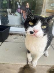 Found/Stray Unknown Cat last seen Coral Way & 18th ave, Miami, FL 33145