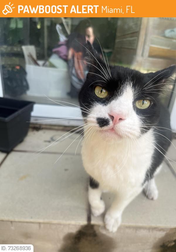 Found/Stray Unknown Cat last seen Coral Way & 18th ave, Miami, FL 33145
