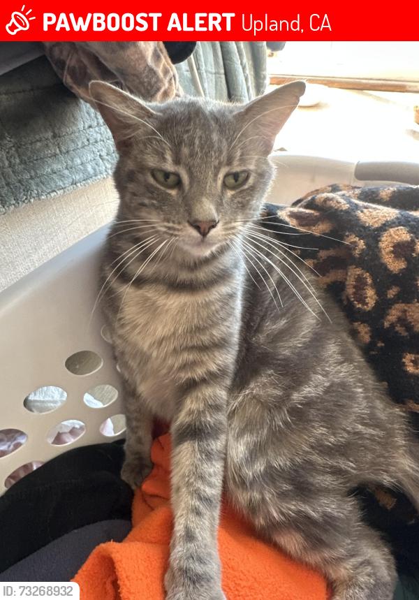 Lost Female Cat last seen 14th and Winston Ct, Upland, CA, Upland, CA 91786