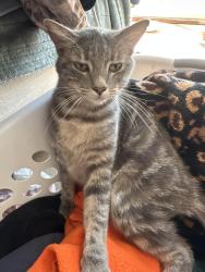 Lost Female Cat last seen 14th and Winston Ct, Upland, CA, Upland, CA 91786