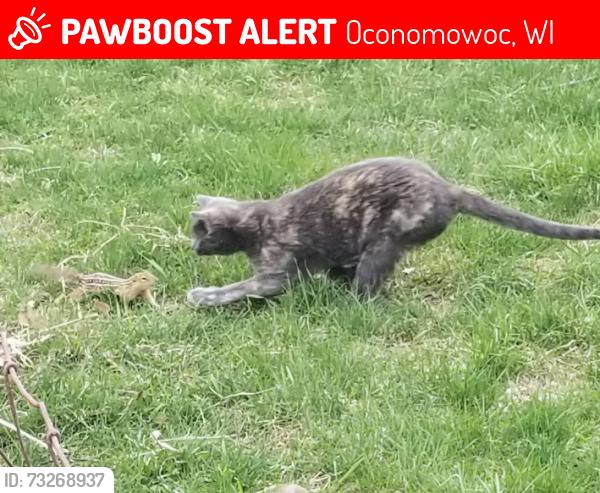 Lost Female Cat last seen Petersen rd, Oconomowoc, WI 53066
