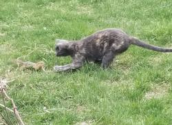 Lost Female Cat last seen Petersen rd, Oconomowoc, WI 53066