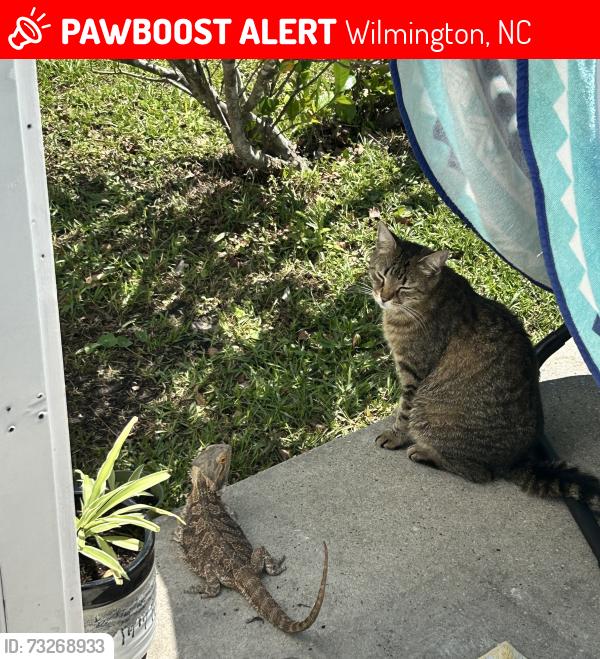 Lost Female Cat last seen Lewis Farms-Dominoes, Wilmington, NC 28411