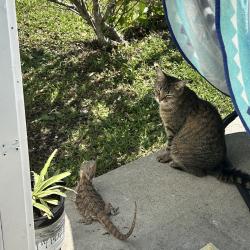 Lost Female Cat last seen Lewis Farms-Dominoes, Wilmington, NC 28411