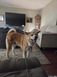 Lost Male Dog last seen 51st and Thomas, Phoenix, AZ 85031
