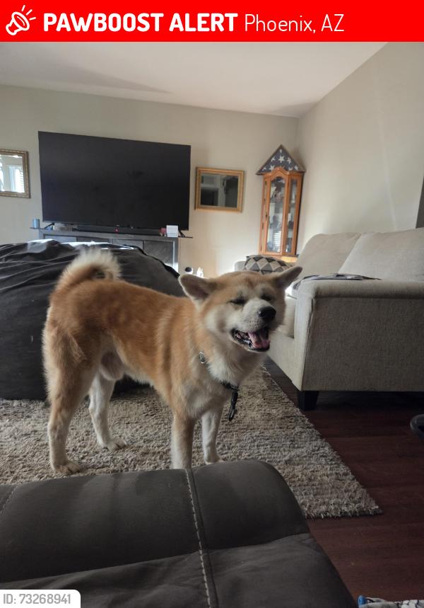Lost Male Dog last seen 51st and Thomas, Phoenix, AZ 85031