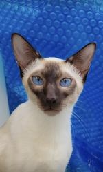 Lost Male Cat last seen Stonewood drive, Bethlehem, PA 18017