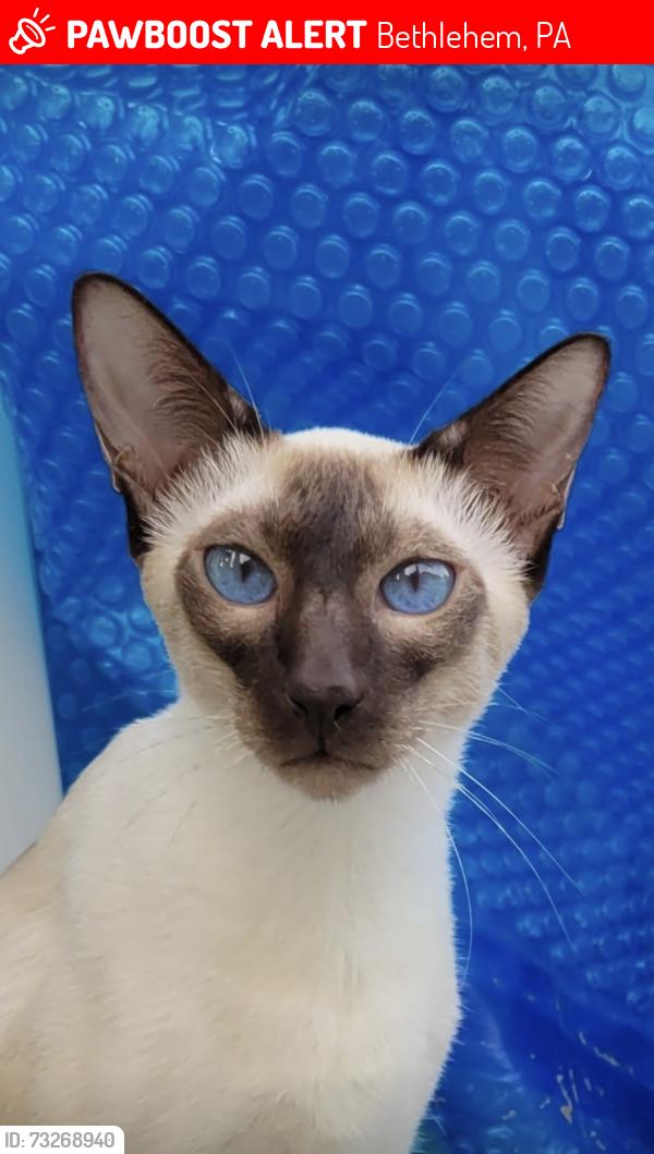 Lost Male Cat last seen Stonewood drive, Bethlehem, PA 18017