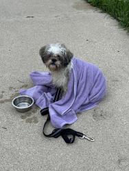 Found/Stray Male Dog last seen Whitnall Ave and Howard Ave near airport, Milwaukee, WI 53207