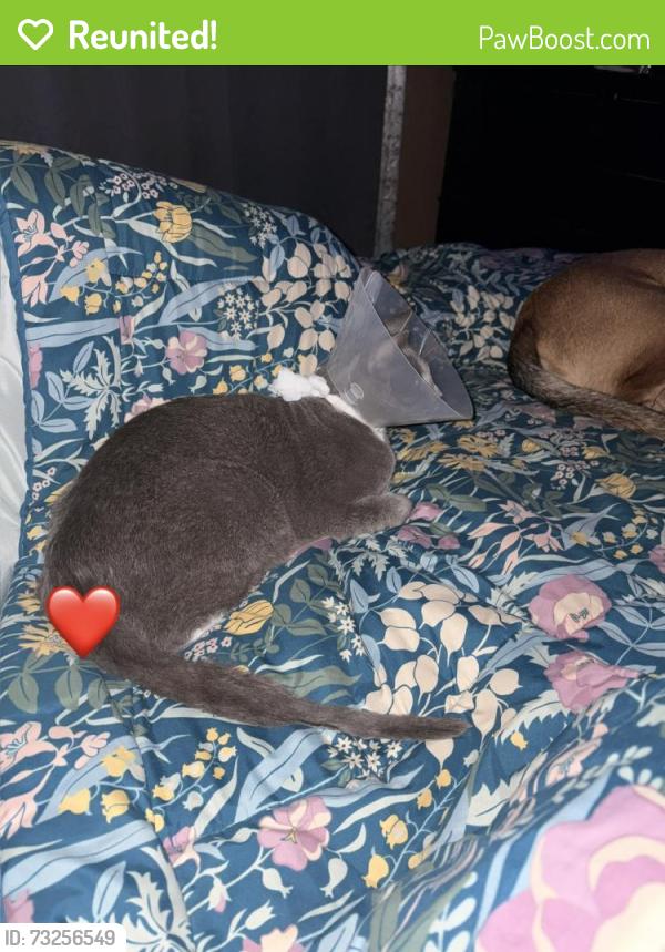 Reunited Male Cat last seen Bellevue Dr, Cleburne, TX 76033