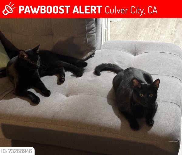 Lost Male Cat last seen Near Sepulveda Blvd, Culver City, CA 90230, Culver City, CA 90230