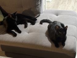 Lost Male Cat last seen Near Sepulveda Blvd, Culver City, CA 90230, Culver City, CA 90230