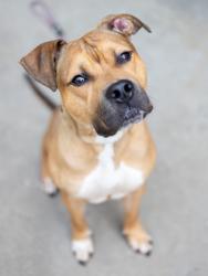 Shelter Stray Male Dog last seen Near Kanawha Drive, 30087, GA, 3280 Chamblee Dunwoody Rd, Chamblee, GA 30341, USA