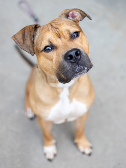 Shelter Stray Male Dog last seen Near Kanawha Drive, 30087, GA, 3280 Chamblee Dunwoody Rd, Chamblee, GA 30341, USA