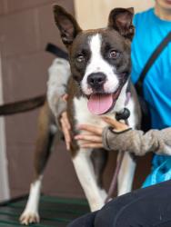 Shelter Stray Male Dog last seen Near Dunwoody crossing Atlanta Georgia 30338, 30338, GA, 3280 Chamblee Dunwoody Rd, Chamblee, GA 30341, USA