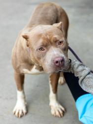 Shelter Stray Female Dog last seen Near Bonsal Rd Conley, 30288, 30288, GA, 3280 Chamblee Dunwoody Rd, Chamblee, GA 30341, USA