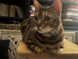 Reunited Unknown Cat last seen Building 1, 3rd Floor inside The Landings, West New York, NJ 07093