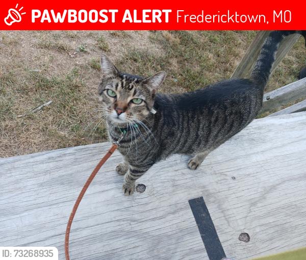 Lost Male Cat last seen Mine La Motte, Fredericktown, MO 63645