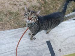 Lost Male Cat last seen Mine La Motte, Fredericktown, MO 63645