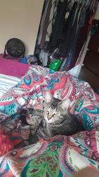 Lost Female Cat last seen Milton district high school, Milton, ON 