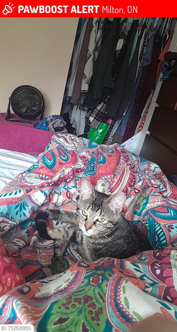 Lost Female Cat last seen Milton district high school, Milton, ON 