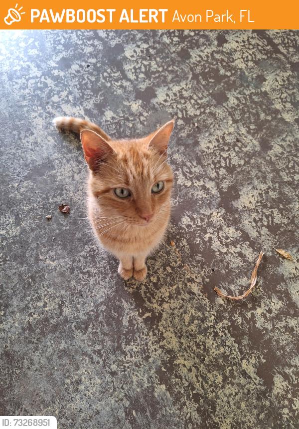 Found/Stray Male Cat last seen Olivia dr & Nautilus dr., Avon Park, FL 33825